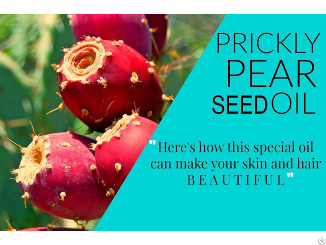 Prickley Pear Seed Oil Anti Aging