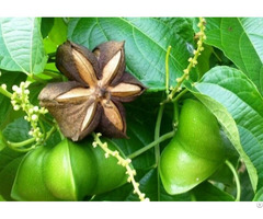 Organic Sacha Inchi Seeds