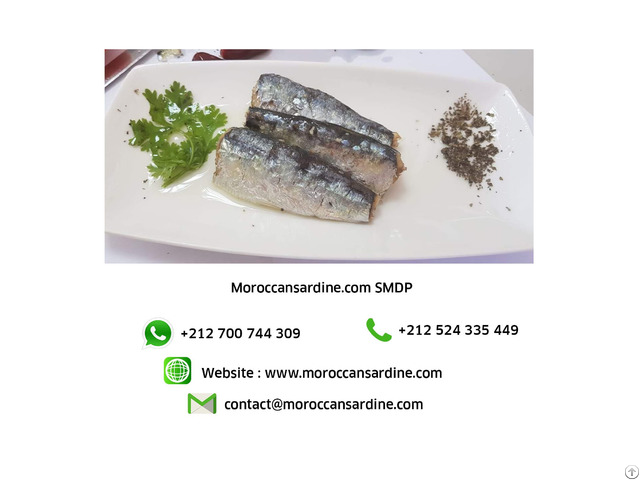 Wholesale Moroccan Sardines