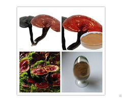 Extract Ganoderma Lucidum