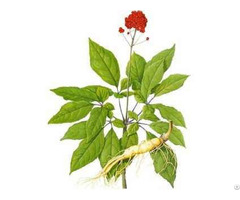 Ginseng Extract