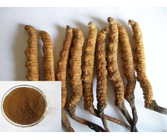 Extract Cordyceps
