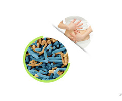 Lactobacillus Paracasei Powder For Gut Health