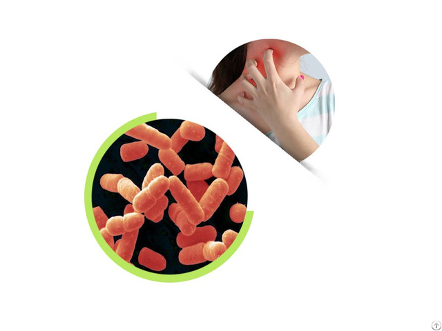 Lactobacillus Probiotics Powder For Health Supplement