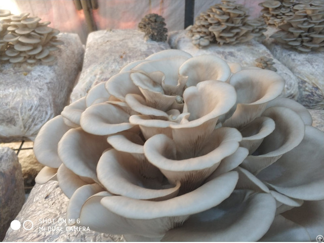 Fresh Oyster Mushroom