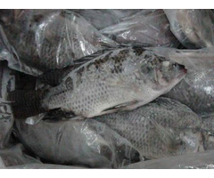 Frozen Tilapia