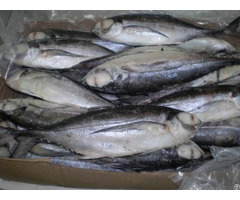 Frozen Mackerel