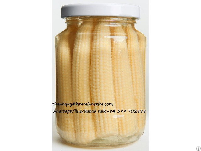 Canned Baby Corn Whole In Brine From Viet Nam