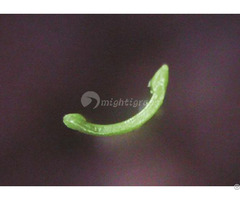 Artificial Grass For Pets Mt Charming