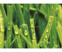 Synthetic Grass For Tennis Mt Peace