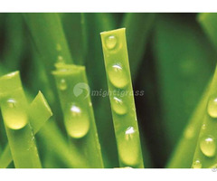 Multi Purpose Synthetic Grass Mt Peace