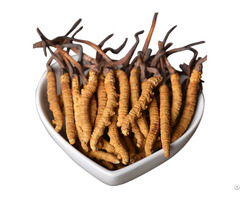 High Purity Cordyceps Extract China