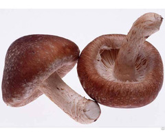 High Quality Shiitake Mushroom Extract