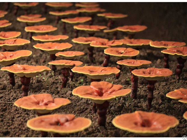 Reishi Mushroom Extract Oral Liquid