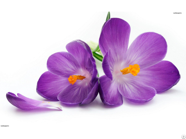 Saffron Purple Flowers