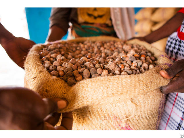 Quality Shea Nuts