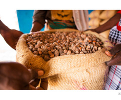 Quality Shea Nuts