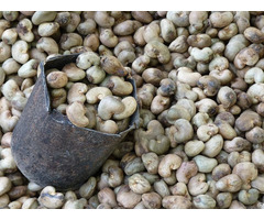 Cashew Nuts For Sale