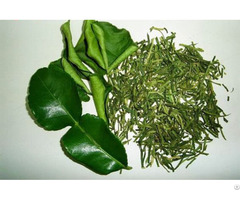 Dried Kaffir Lime Leaves For Sale