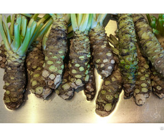 Wasabi Roots For Sale