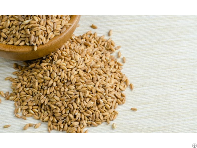 Farro Wheat For Sale