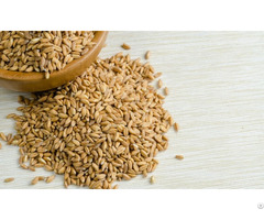 Farro Wheat For Sale