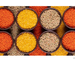 Red Yellow And Brown Lentils For Sale