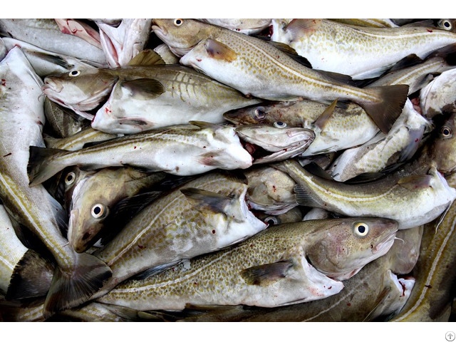 Cod For Sale Cod For Sale