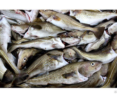 Cod For Sale