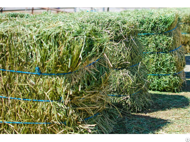 Alfalfa Hay For Sale