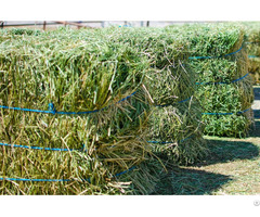 Alfalfa Hay For Sale