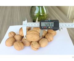 Hot Selling Excellent Quality Thin Skin Raw Walnut With Shell In Bulk Wholesale