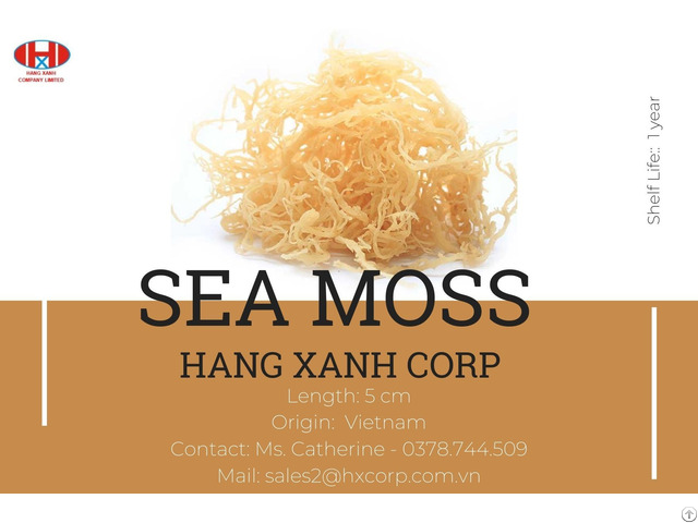 Sea Moss Seaweed