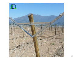 Table Grape Trellis Systems Open Gable