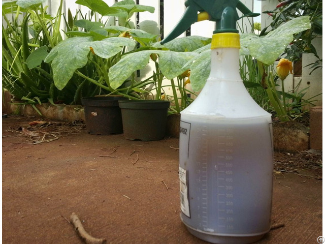 Worm Tea Vermi Wash Organic Liquid Fertilizer