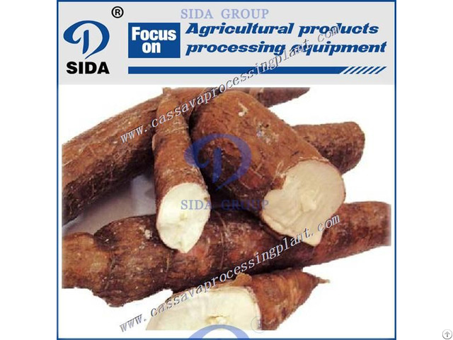 Why We Choose Starch Production From Cassava