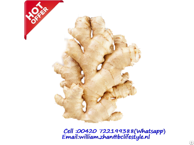 Netherlands Wholesale Fresh Ginger