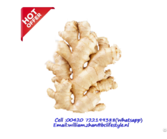 Netherlands Wholesale Fresh Ginger