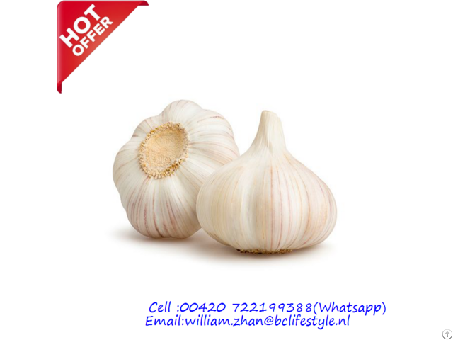 Netherlands Wholesale Fresh Garlic