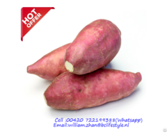 Netherlands Wholesale Sweet Potatoes