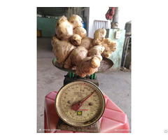 Wholesale Natural Fresh Ginger Helen 84 346 922 313