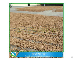 Healthy And Best California New Fresh Common Walnuts Wholesale