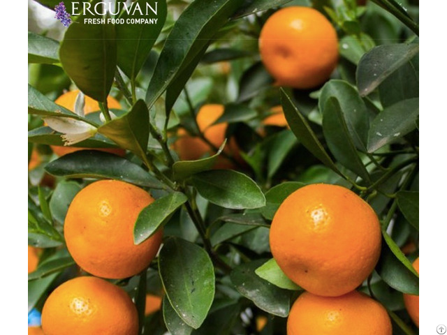 High Quality Fresh Mandarin Satsuma