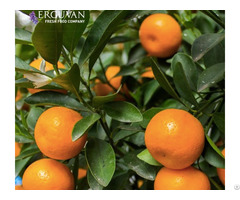 High Quality Fresh Mandarin Satsuma