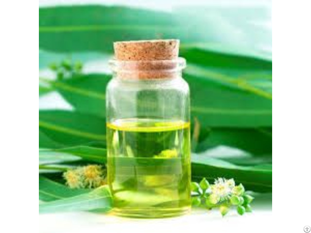 The Eucalyptus Oil