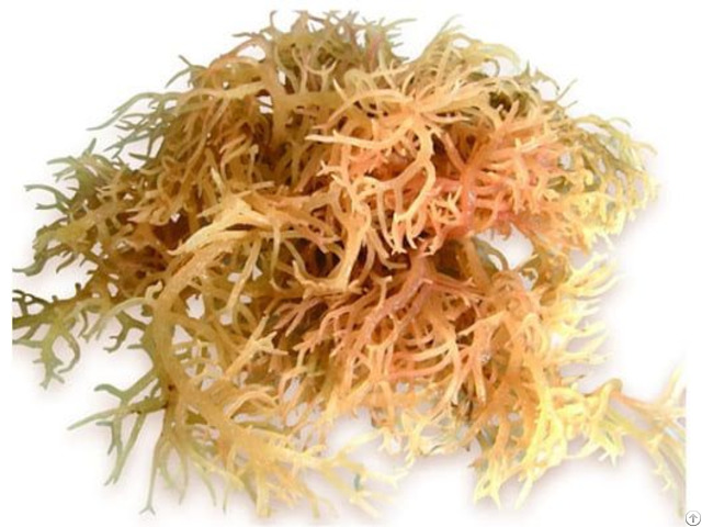 Super Grade Sea Moss Eucheuma Cottonii