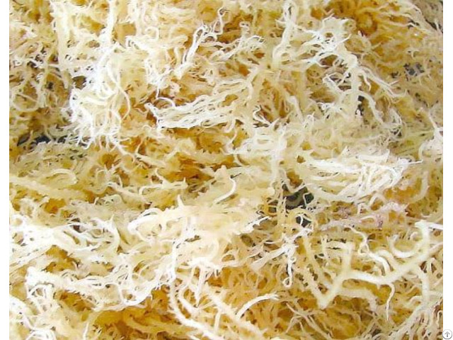 Dried Sea Moss