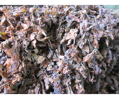 Raw Sargassum Seaweed Brown Algae