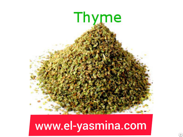 Egyptian Thyme