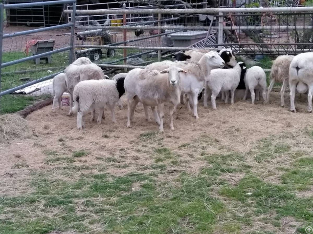 Sheep And Lambs For Sale Whatsapp 27734531381